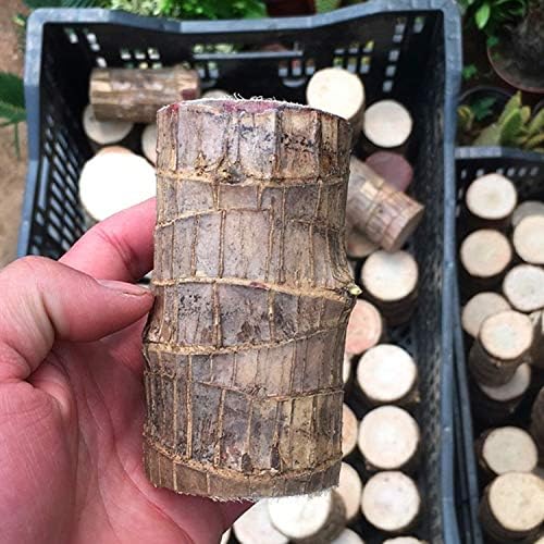 Woodland Nook - A Mini Terrarium for Fresh Air and Positive Energy