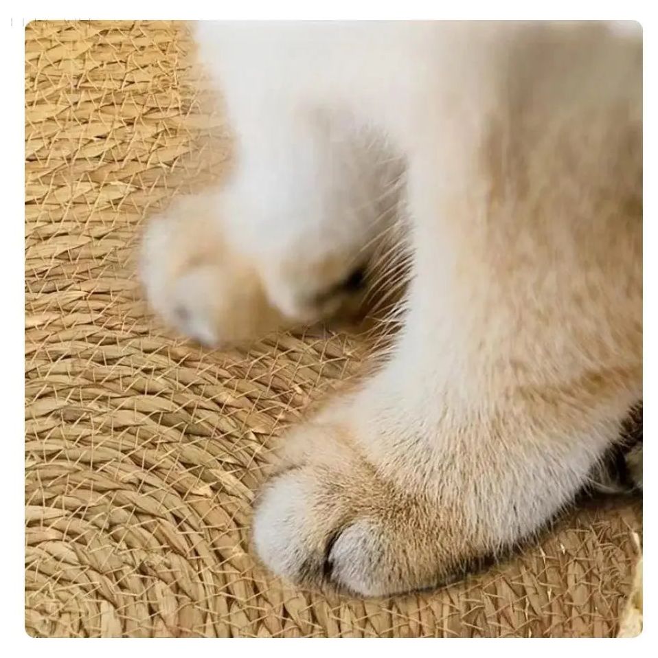 Dream Paws - The Ultimate Comfortable Cat Bed